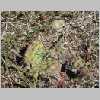 Richland-Twp-Cemetery-cactus-growing-wild_DSC02806.JPG