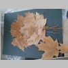 DSCN6580.JPG