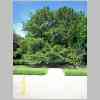 Wm-Hoyte-Home-2-Elm-Trees_06-07-06_0402.jpg