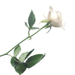 White Rose Image